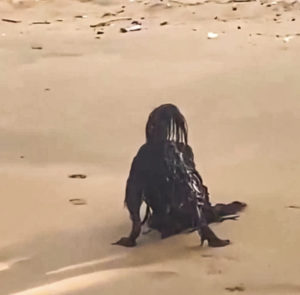While Sunbathing on the Beach, a Man Photographs a Horrific Creature…You Will Be Surprised to Know What it Really Was…
