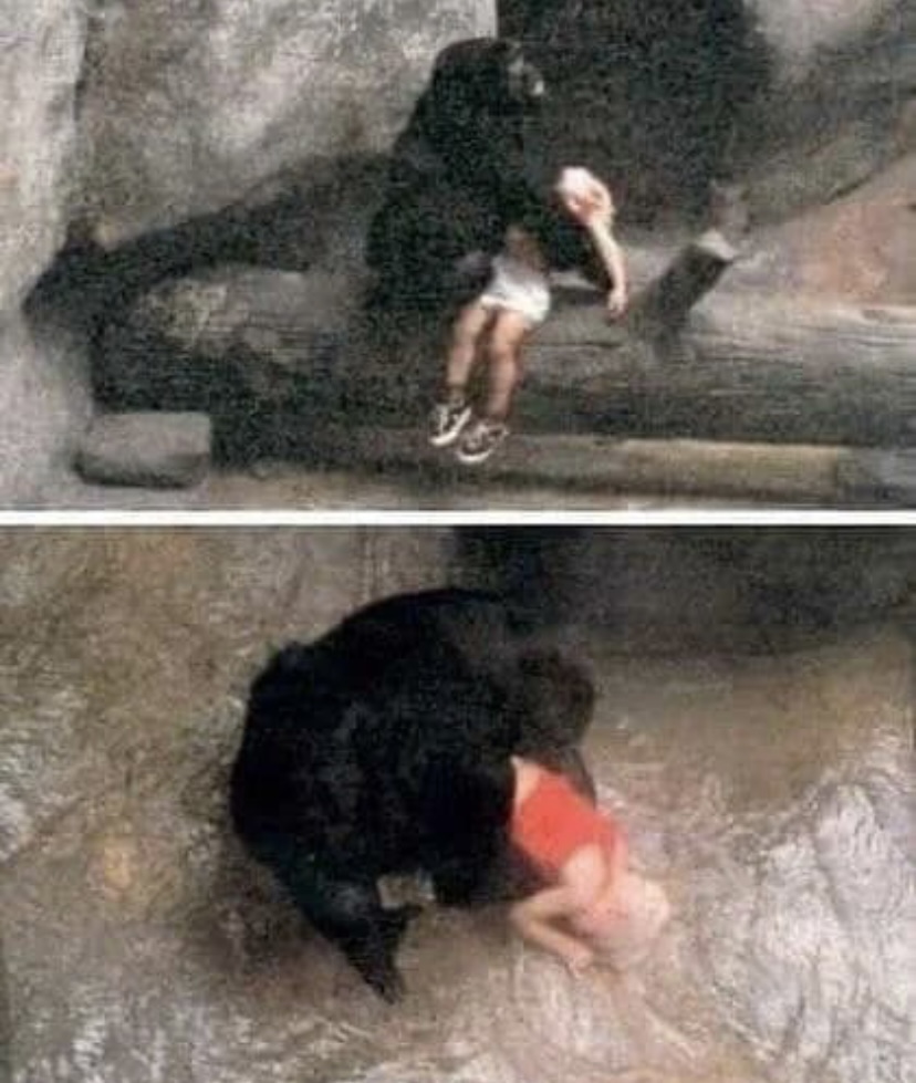 In 1996, an unidentified 3-year-old boy slipped away from his mother, climbed over a barrier, and fell into the Gorilla Enclosure.