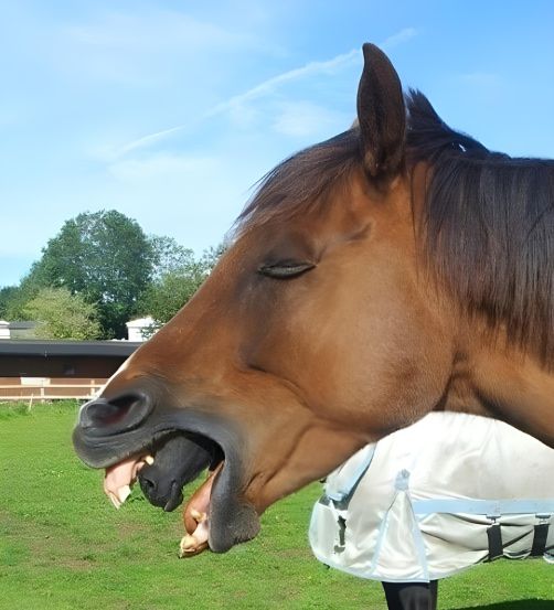 When the horse began gagging for no apparent reason, the owner got out his phone to take a picture because he was perplexed. He only noticed what was coming out of the horse’s mouth when he reviewed the photo. Check the comments